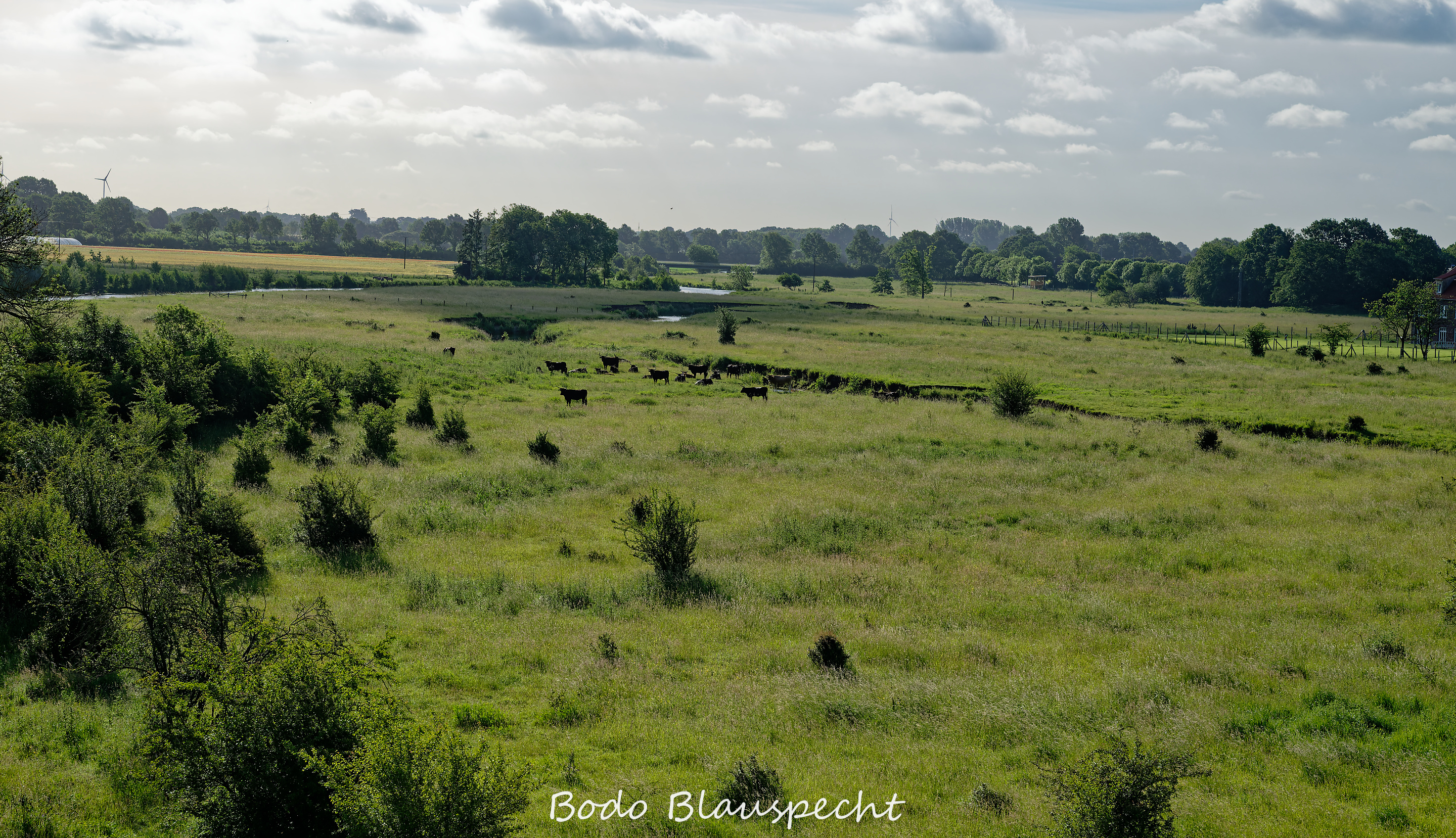 Jungstörche beringen Steveraue Olfen 2026.06.10 08.05 74 WEB